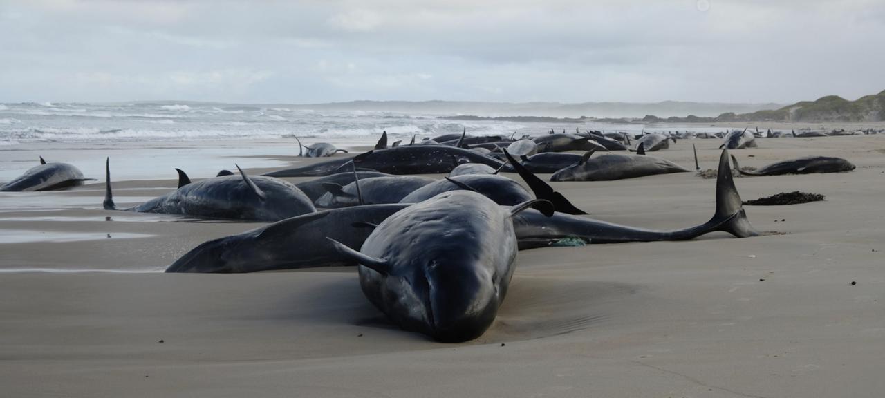 Eine Gruppe kleiner Schwertwale liegt an einem Strand an der Westküste Tasmaniens.